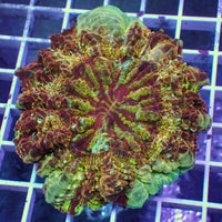 WYSIWYG Ultra Rainbow Trojan War Acanthophyllia (4-5") - Corals Anonymous
