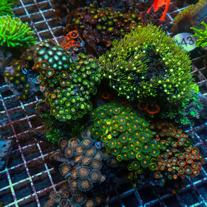 WYSIWYG XL Rainbow Zoa Cloves Mushroom GSP Combo Rock Colony (7-9”)