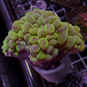 WYSIWYG Ultra Neon Cat Eye Bubble Coral (2-3")