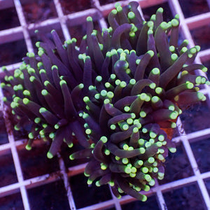 Indo Green Tip Teal Torch Colony (2.5 Polyps)