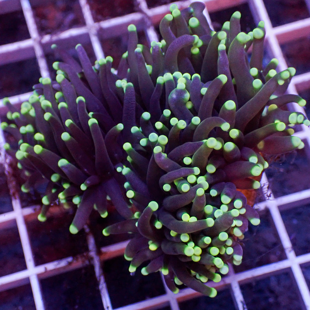 Indo Green Tip Teal Torch Colony (2.5 Polyps)