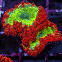 WYSIWYG Neon Green and Red Blastomussa Colony (2 Polyps)