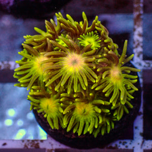 WYSIWYG Yellow Starburst Goniopora (0.5-1")