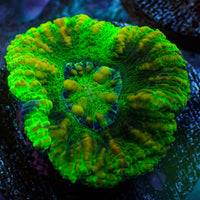 WYSIWYG Aussie Yellow Tiger Button Scoly (0.5-1")