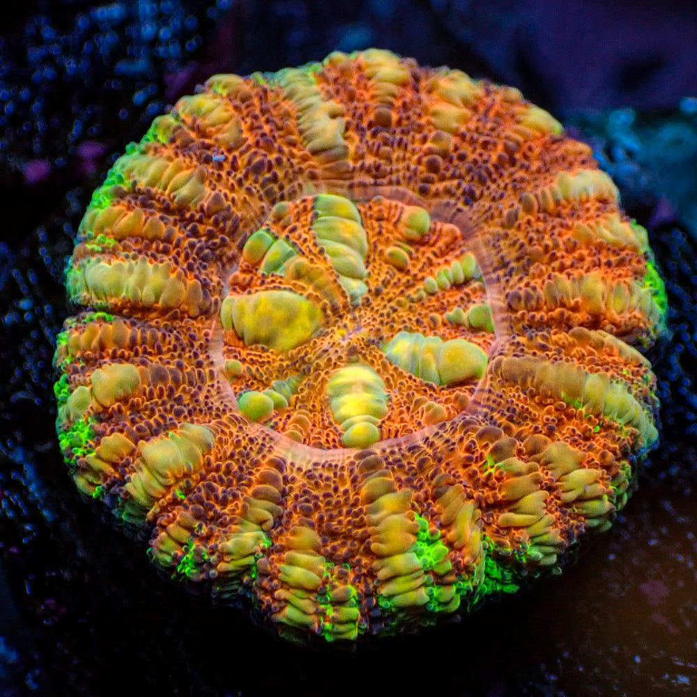 WYSIWYG Multicolor Aussie Lava Button Scoly (0.5-1.5”)