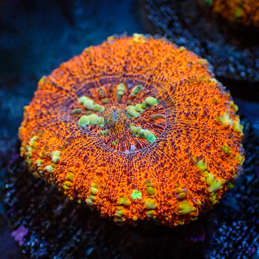 WYSIWYG Multicolor Aussie Lava Button Scoly (0.5-1.5”)