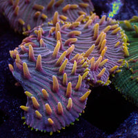 WYSIWYG Doomsday Rainbow Diaseris Plate (1” Frag)