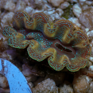 WYSIWYG Ultra Gold Rim Blue Tridacna Crocea Clam (1.5-2") (Aquaculture)