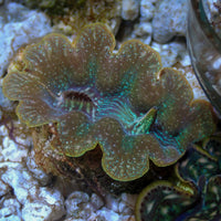 WYSIWYG Blue Tridacna Crocea Clam (1.5-2") (Aquaculture)