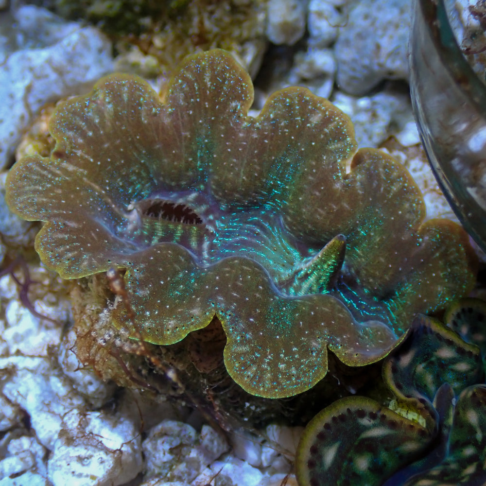 WYSIWYG Blue Tridacna Crocea Clam (1.5-2