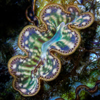 WYSIWYG Multicolor Tridacna Maxima Clam (1-1.5") (Aquaculture)