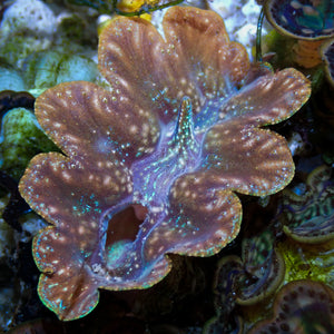 WYSIWYG Blue Tridacna Crocea Clam (1.5-2") (Aquaculture)