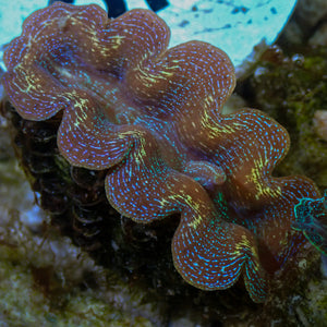 WYSIWYG Ultra Gold Rim Blue Tridacna Crocea Clam (1.5-2") (Aquaculture)