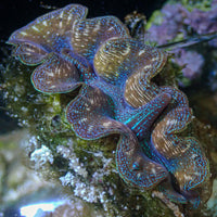 WYSIWYG Ultra Gold Rim Blue Tridacna Crocea Clam (1.5-2") (Aquaculture)