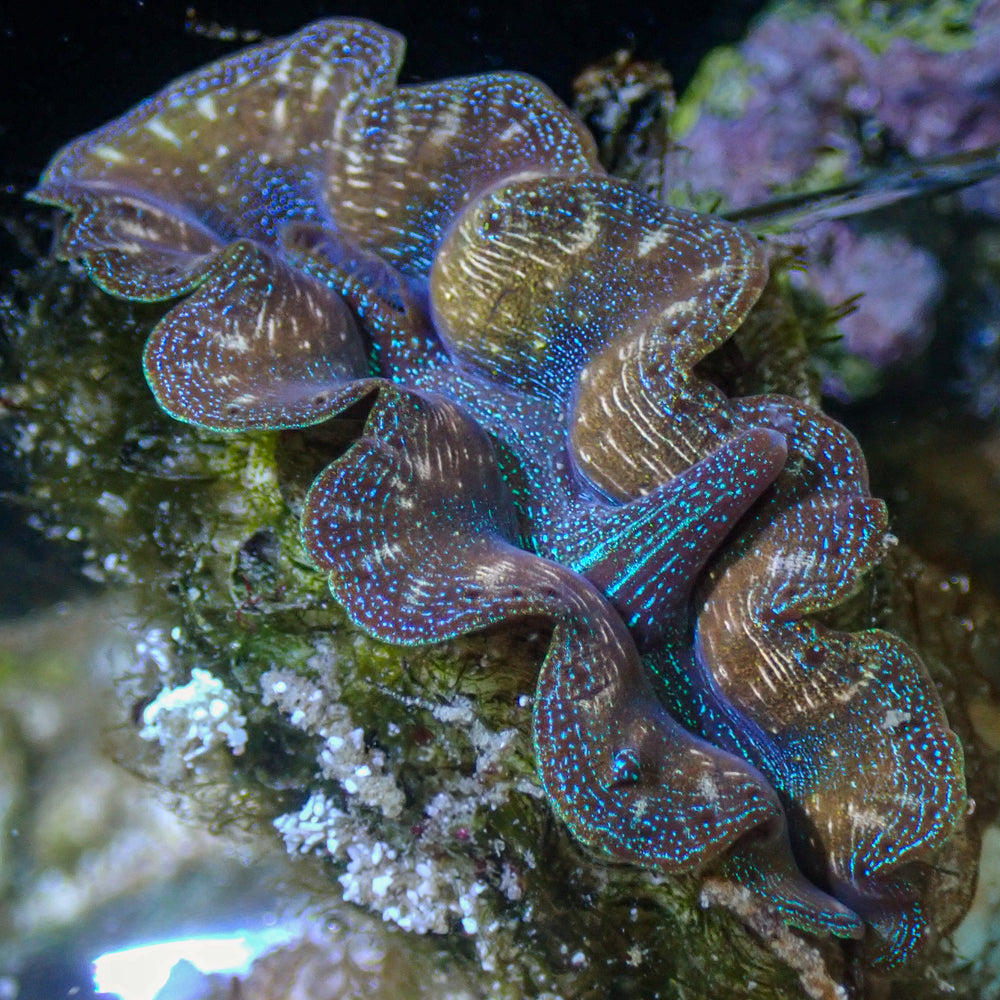 WYSIWYG Ultra Gold Rim Blue Tridacna Crocea Clam (1.5-2