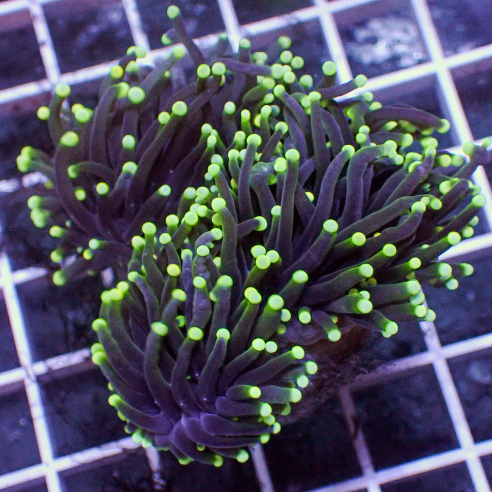 WYSIWYG Indo Green Tip Teal Torch Colony (2.5 Polyps)