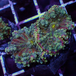 WYSIWYG Deep Abyss Rainbow Yuma Mushroom Combo (2 Polyps)