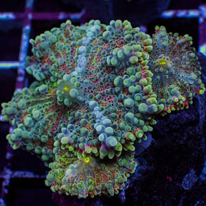 Deep Abyss Bounce Rainbow Yuma Mushroom Colony (3 Polyps)