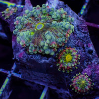 Deep Abyss Rainbow Yuma Mushroom Colony w/ babies (4 Polyps)