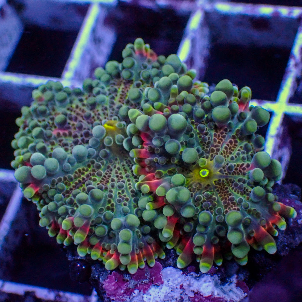 Deep Abyss Rainbow Yuma Mushroom Combo (2 Polyps)