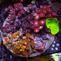 WYSIWYG Rainbow Zoa Mushroom Combo Rock Colony (2-3”)