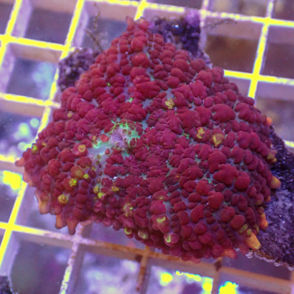 WYSIWYG Giant Bloody Carnage Rhodactis Mushroom - Corals Anonymous