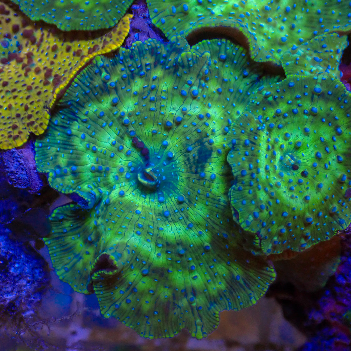Blue Spotted Green Discosoma Mushroom - Corals Anonymous