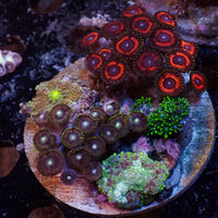 WYSIWYG Rainbow Zoa Mushroom Combo Rock Colony (2-3”)