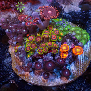 WYSIWYG Rainbow Zoa Combo Rock Colony (2-3”)