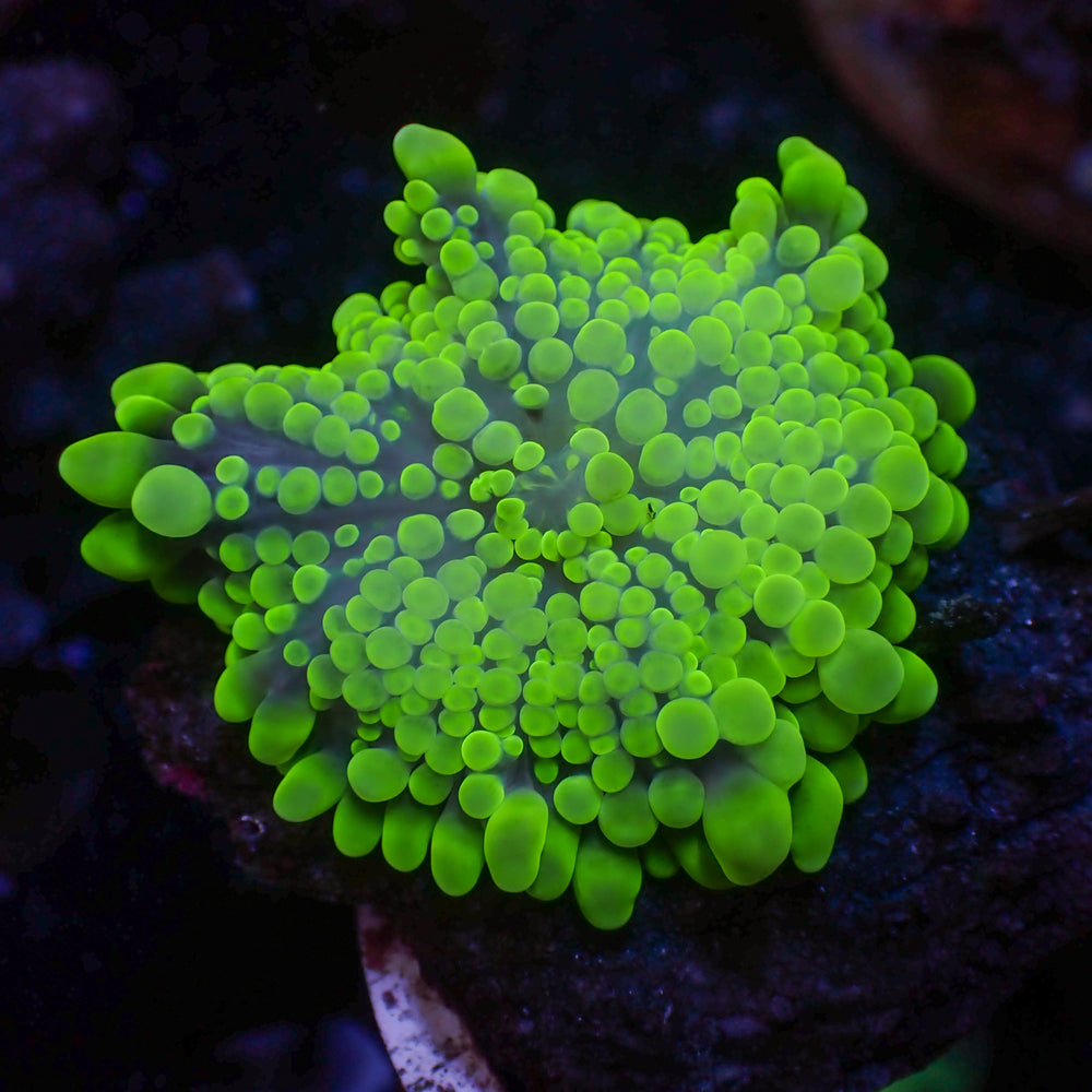 WYSIWYG Neon Bubbly Green Yuma Mushroom