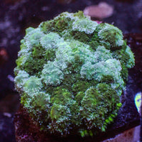 WYSIWYG Green Picasso Carpet Rhodactis Mushroom (0.5-1")