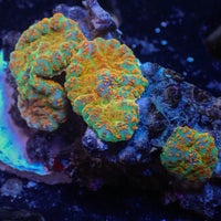 WYSIWYG Ultra Malibu Crush Rhodactis Mushroom Combo (3 Polyps)
