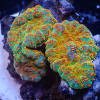 WYSIWYG Ultra Malibu Crush Rhodactis Mushroom Combo (3 Polyps)
