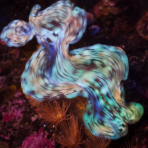 WYSIWYG Aquaculture Multicolor Ultra Blue Tridacna Squamosa Clam (Large, 3-5”)