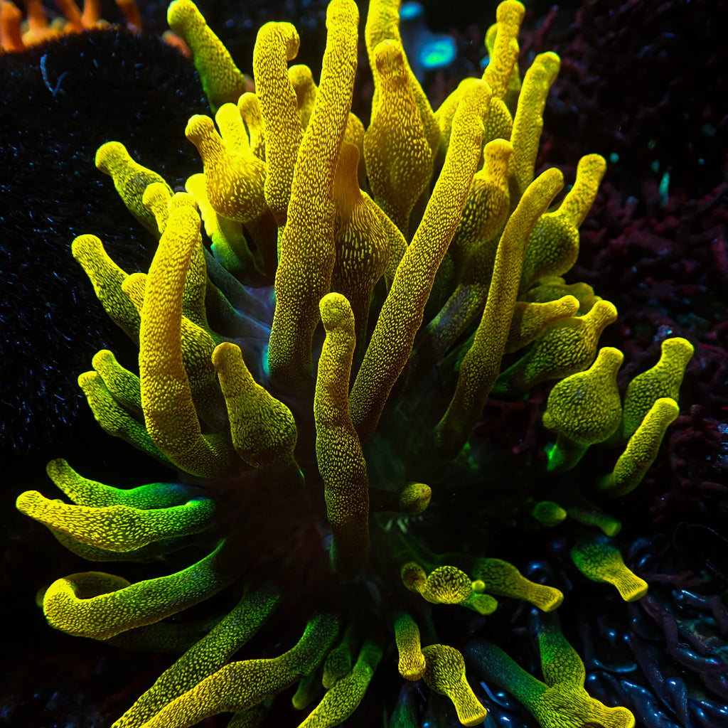 WYSIWYG Lemon Lime Chicago Sunburst Bubble Tip Anemone (3-5") - Corals Anonymous