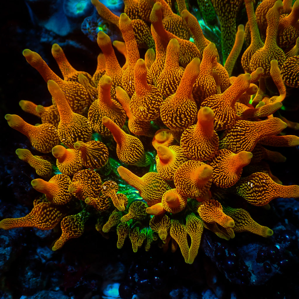 WYSIWYG Pacific Sunburst Bubble Tip Anemone (3-5”) - Corals Anonymous