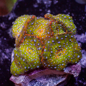 WYSIWYG Teal Spotted Jungle Fever Discosoma Mushroom Colony (7 Polyps)