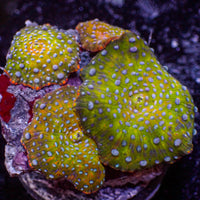 WYSIWYG Teal Spotted Jungle Fever Discosoma Mushroom Colony (4 Polyps)