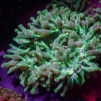 Purple Tip Green Snow Globe Bubble Tip Anemone
