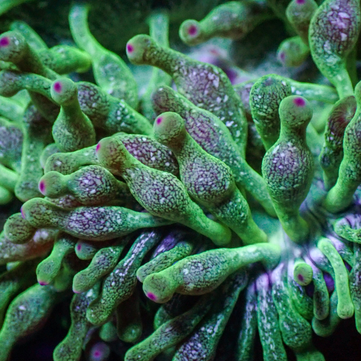 Purple Tip Green Snow Globe Bubble Tip Anemone - Corals Anonymous