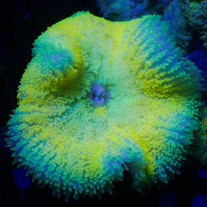 WYSIWYG Electric Tide Maxi Mini Carpet Anemone (1-2")