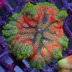 WYSIWYG Inferno Ring Maxi Mini Carpet Anemone (1-2")