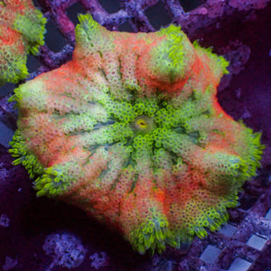 WYSIWYG Inferno Ring Maxi Mini Carpet Anemone (1-2")