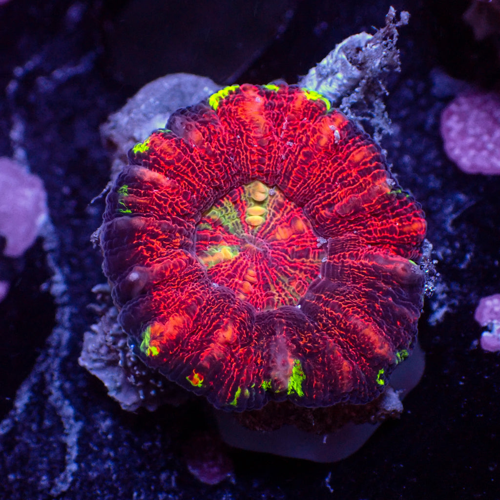 WYSIWYG Aussie Lava Button Scoly (0.5-1.5”) - Corals Anonymous