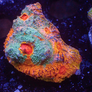 WYSIWYG Ultra Pink Sunrise Rainbow Chalice Colony (1-2")