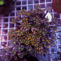 WYSIWYG Daisy Cloves & Yellow Cloves Combo Rock (3-4")