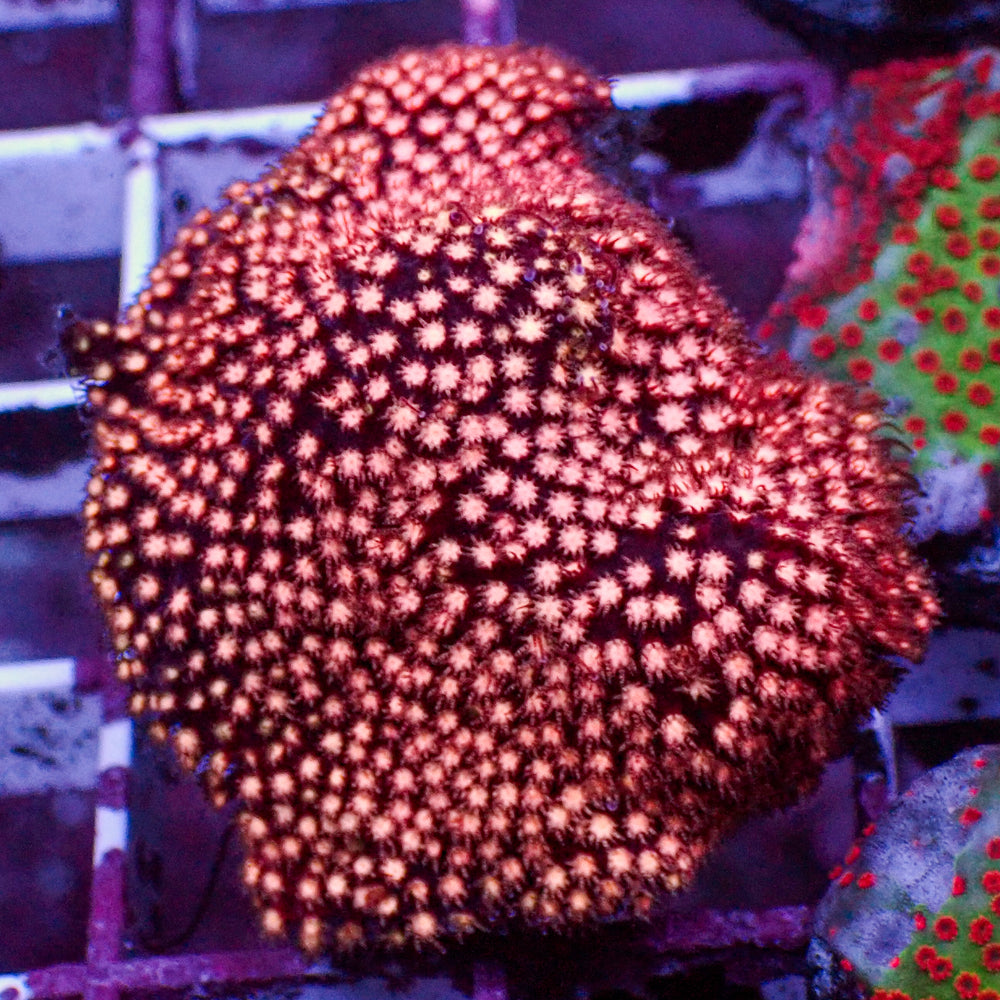 WYSIWYG Pink Cherry Bomb Stylocoeniella (1-1.5” Frag)