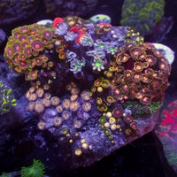 WYSIWYG Rainbow Zoa Cloves Combo Rock Colony (4-5”)