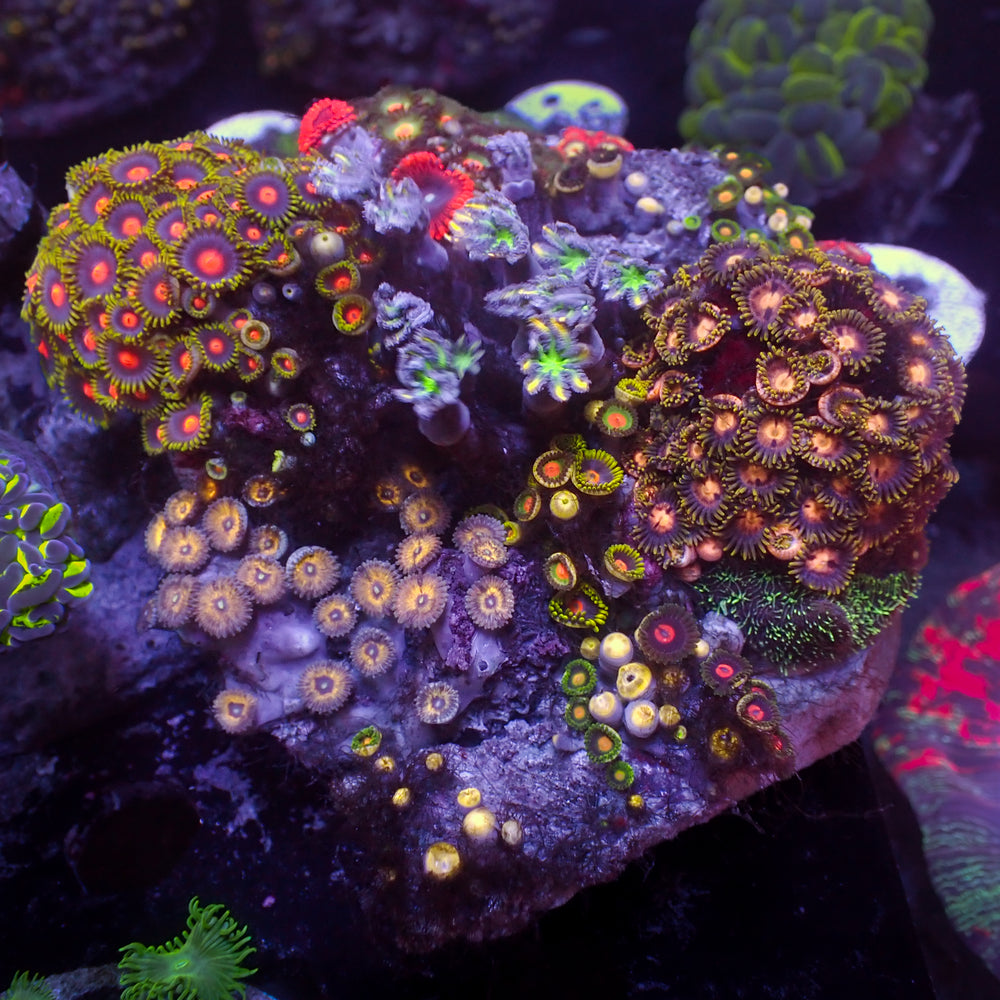 WYSIWYG Rainbow Zoa Cloves Combo Rock Colony (4-5”)