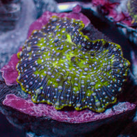 Blue Spotted Watermelon Discosoma Mushroom
